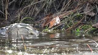 Irwin the Gator found something interesting