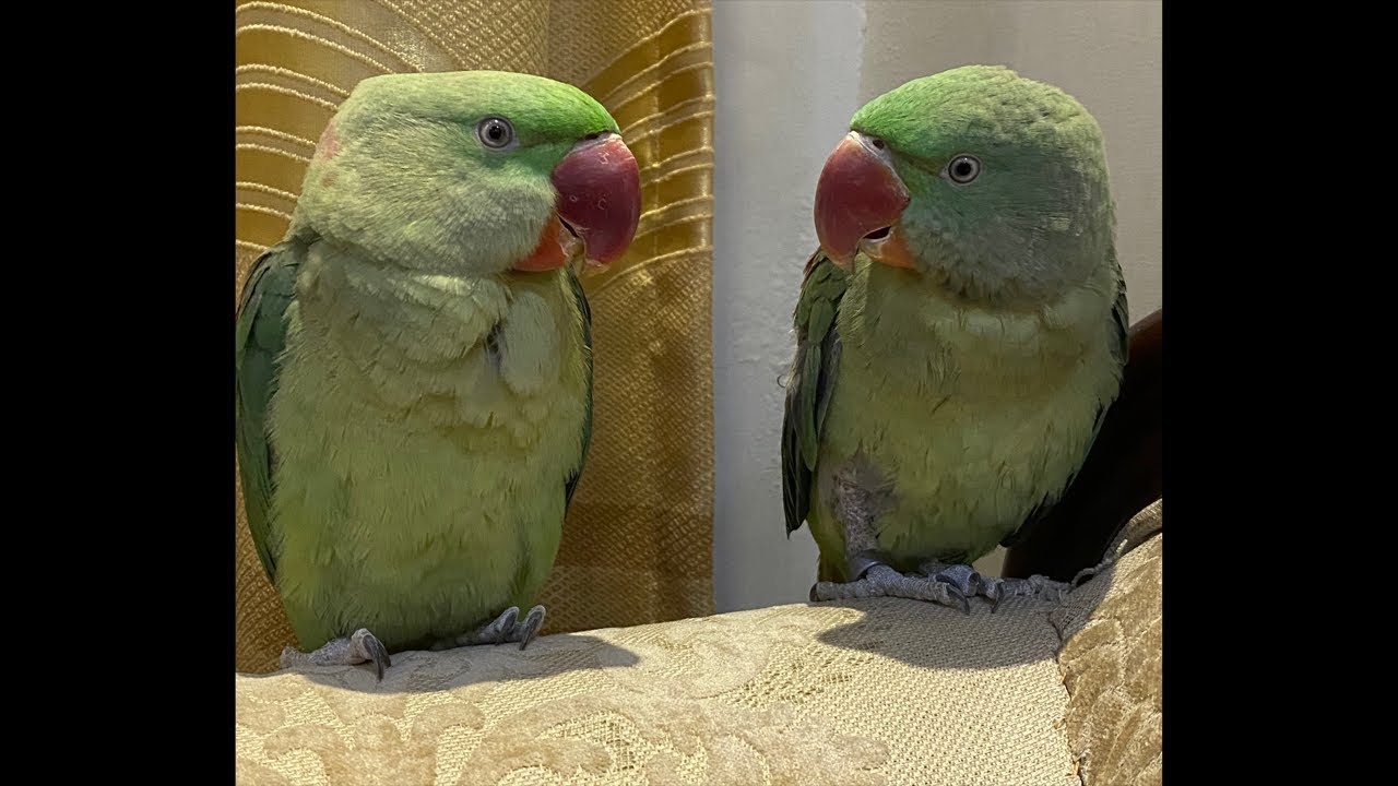 Indian parakeets #birdsavairy #greencolor #parrot