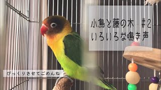 【Vlog】# ボタンインコの鳴き声【fischer's lovebird】bird sound