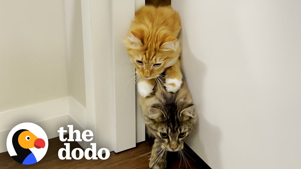 Cat Brothers Race Each Other To Their Food Bowls | The Dodo Cat Crazy
