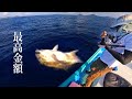 【漁師生活】巨大魚が釣れたので漁協に売ったらヤバイ金額に!