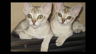 Singapura Cat and Kittens | History of the Singapura Cat Breed by Rony Animal World 1,129 views 7 years ago 3 minutes, 37 seconds