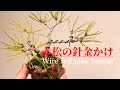 赤松の針金かけ【盆栽】-wire red pine bonsai-
