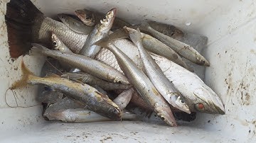 Câu cá bóng đục xã Lý Nhơn, Huyện Cần giờ || Thiên Nhiên Muôn Loài