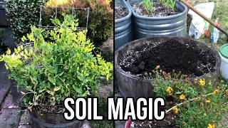 Clearing out peas from this wine barrel and amending the soil to prepare for a Sun Gold Tomato!