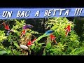 Ca bouge dans ma fish room  vlog fishroom aquariophilie by aquazen