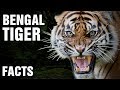 10 + Surprising Facts About The Bengal Tiger