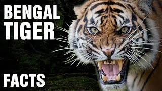 10 + Surprising Facts About The Bengal Tiger