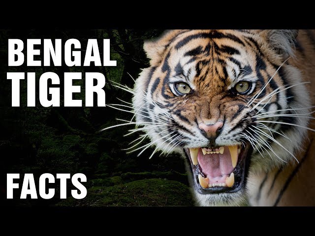 3 years of 'Bengal Tiger': Let's reminisce its glorious facts