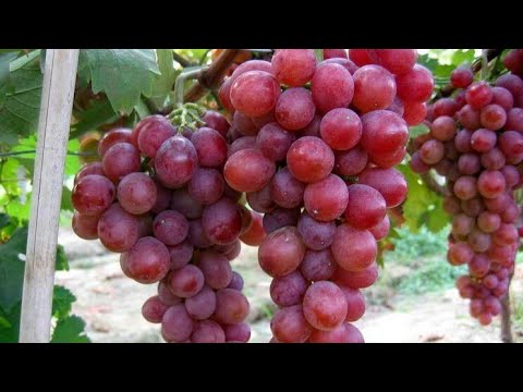 Video: Bagaimana Memilih Anggur Yang Baik?