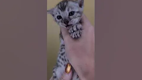 Video 633891: silver spotted bengal, spotted female bengal, black bengal