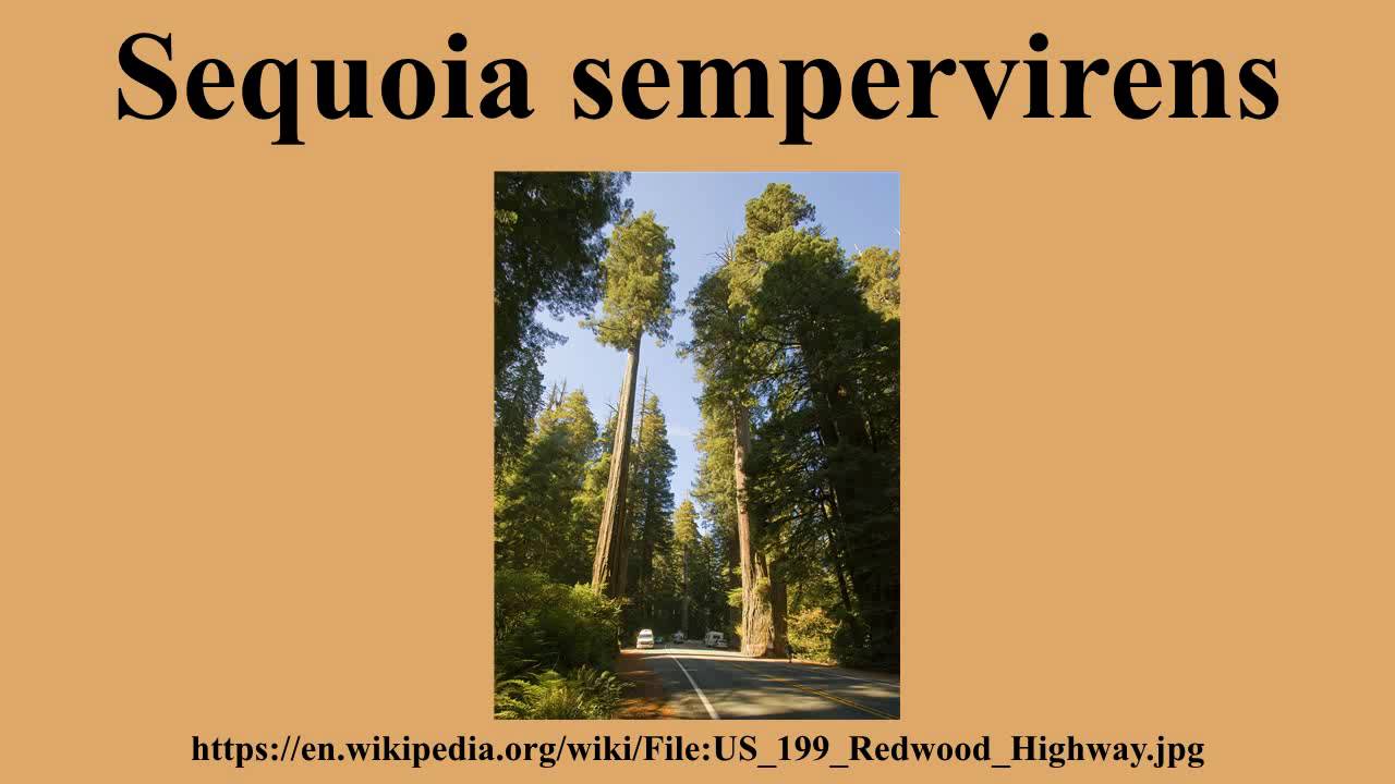 Sequoia sempervirens