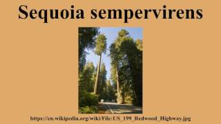 Sequoia sempervirens