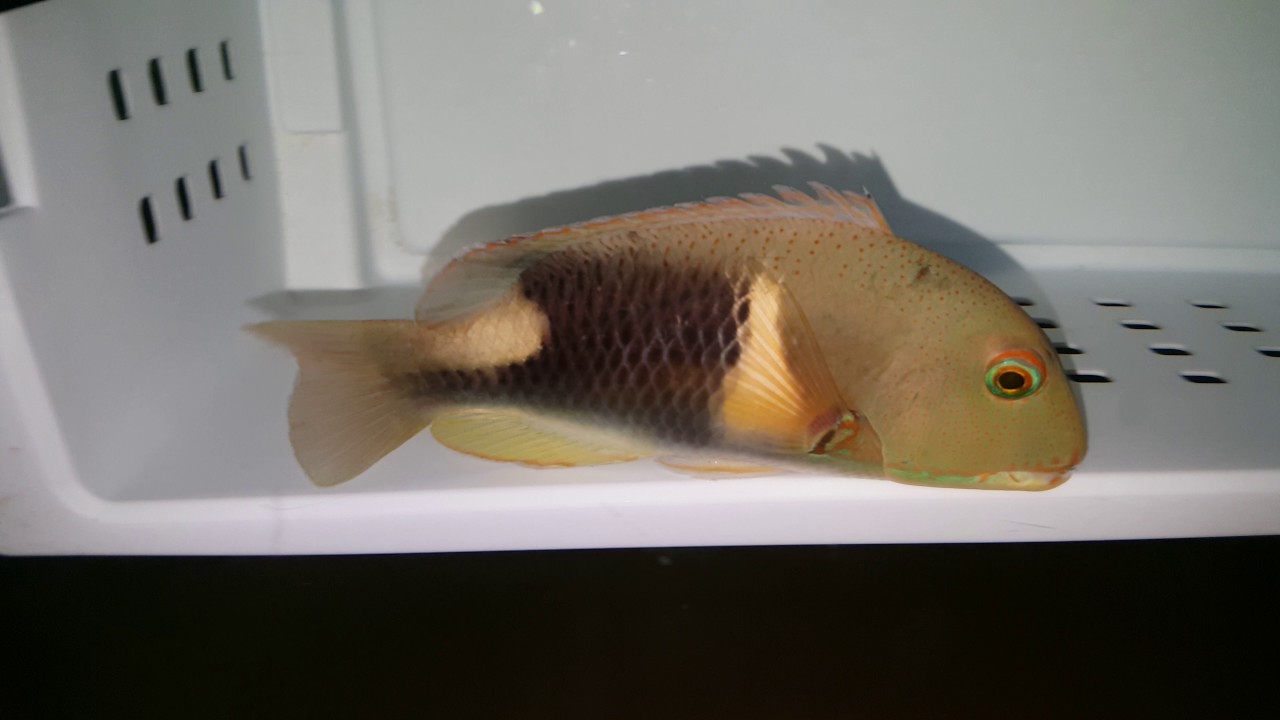 Anchor Tusk 159 West Java YouTube