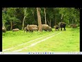 Mix combination of wildlife   | ডুয়ার্সের বন্যপ্রাণীর সংমিশ্রণ | डुआर्स के वन्यजीवों का मिश्रण |