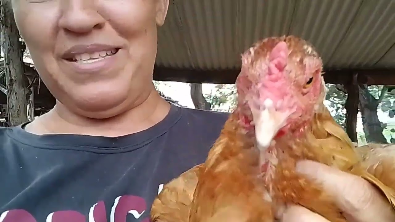 O inverno  começar e é hora,de parentes as galinhas 