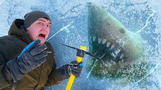 Found SHARK Trapped Under the Ice!