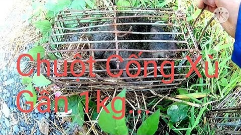 Bẫy Chuột Cống Nhum(Cống Xù)Cái Kết Có Hậu Ở Cuối líp...Tèo Ngố tv...