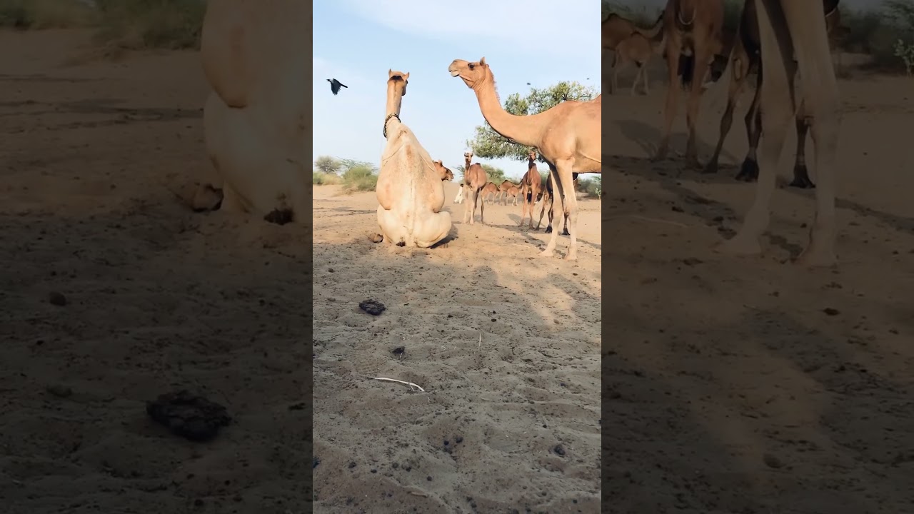 Camel meeting and breading in this video