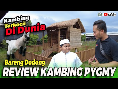Kambing Paling Kecil Di Dunia