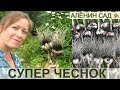 СУПЕР УРОЖАЙ. ЧЕСНОК СО СТРЕЛКАМИ И БЕЗ!!!