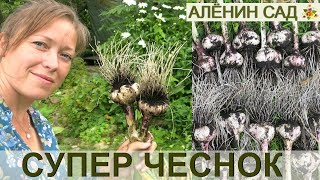 СУПЕР УРОЖАЙ. ЧЕСНОК СО СТРЕЛКАМИ И БЕЗ!!!