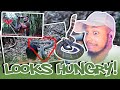 🇮🇩 INDONESIAN SNAKE HUNTERS | GARAGA HAS APPEARED WHEN WE ARE DESPERATE | MONITORING GARAGA REACTION