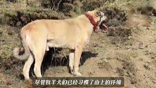 5条坎高犬对战野猪群和熊,战斗一触即发,三者的战斗力高下立判 #坎高犬 #坎高犬对抗狼群 #牧羊犬 #狼群袭击