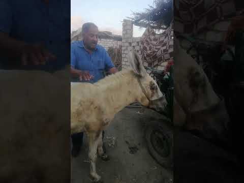 مرض التيتانوس او الكزاز او الزيبه في جميع الحيوانات الاسباب والمقدمات والاعراض والعلاج