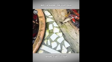 Biết là không thể vượt qua nhưng vẫn cố chấp #tintuc #reviewvui #giaitri #news #xuhướng