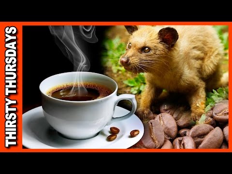 World's Most Expensive Coffee • Kopi Luwak Review
