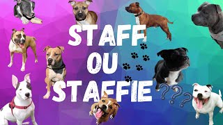 STAFF OU STAFFIE : Quelles sont les différences ? Morphologie , Caractère ... LEQUEL CHOISIR ? Resimi