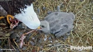 SWFL Eagles~Dad Save ❤️ E10 From An Eventual Choking With A Fish Piece  💞🦅