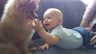 Dog Nika vs Baby - first time meeting (dog gives baby kiss) by Janis Markevics 17,805 views 6 years ago 2 minutes, 1 second