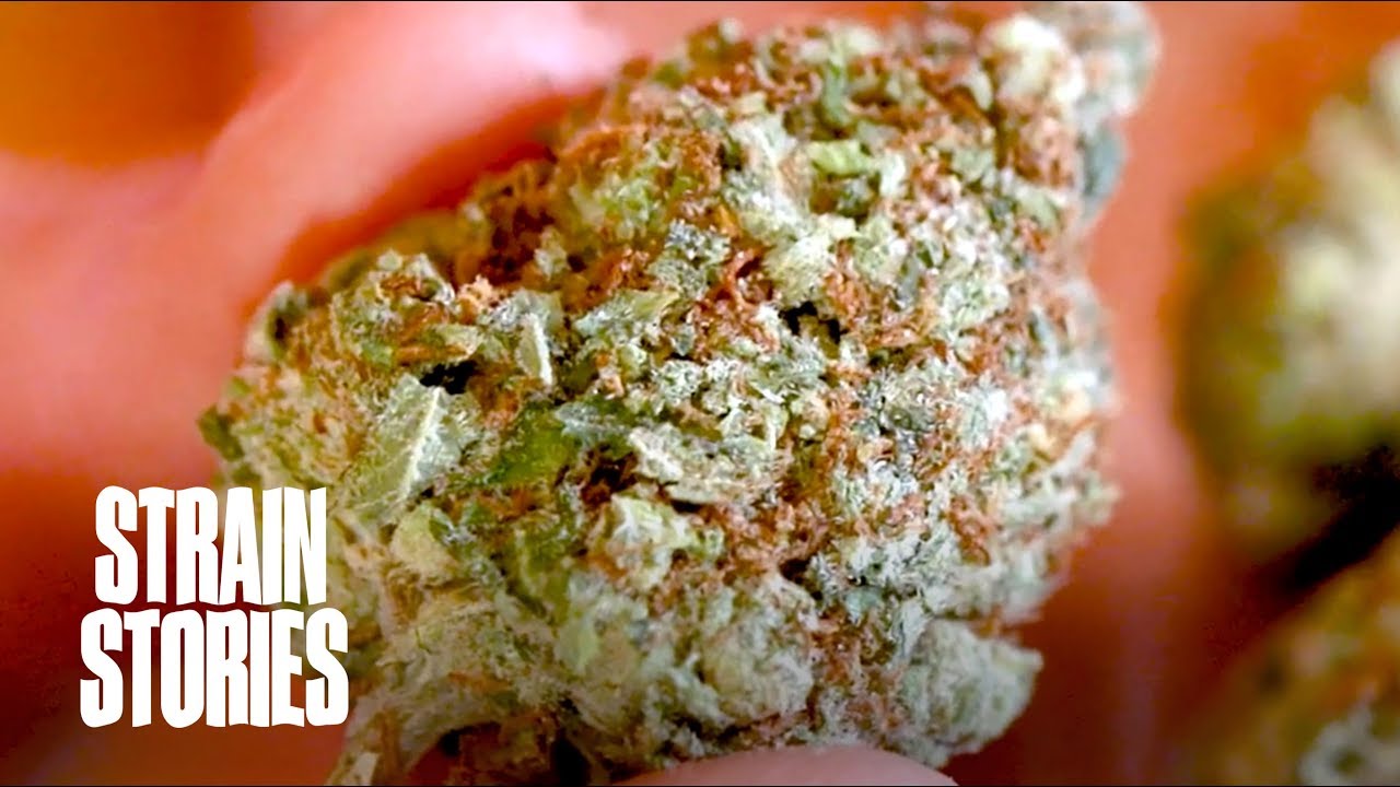Girl Scout Cookies | Strain Stories | Herb