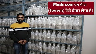 Mushroom का बीज (Spawn) ऐसे तैयार होता है|Mushroom spawn making,preparation,procedure