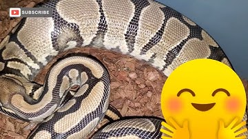 Ball Python | Building B4 Ovulation Breeding Season #tntballs #royalpython #breedingseason