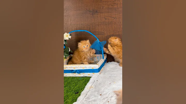 Watch the video about Brown Kitten | Fluffy Kitten | For Sale | Persian kitten | Punch Face | Littlemeow.pk | #cat