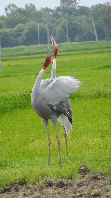Crane bird sound || Sarus crane sound || Sarus crane || saras bird#shortsviral#birds #birdsounds