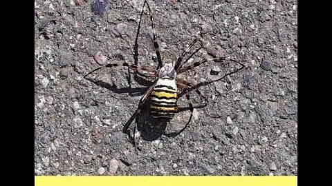 🇩🇪🇶🇦 AMSAT-DL Multimedia HSMODEM QO-100 2025 09 12  #satelliteimages #hamradio