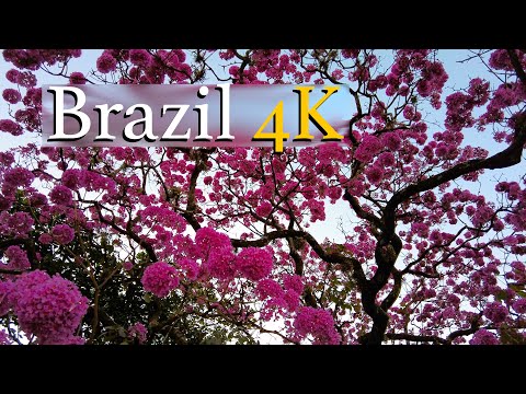 Walking in Cambui Campinas Brazil 4K - Fall 2021