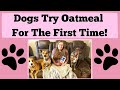 First Time Feeding Dogs Oatmeal: Benefits, Risks, and Heartwarming Reactions!