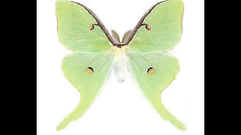 How-To Pinning/mounting Luna moths (Actias luna)