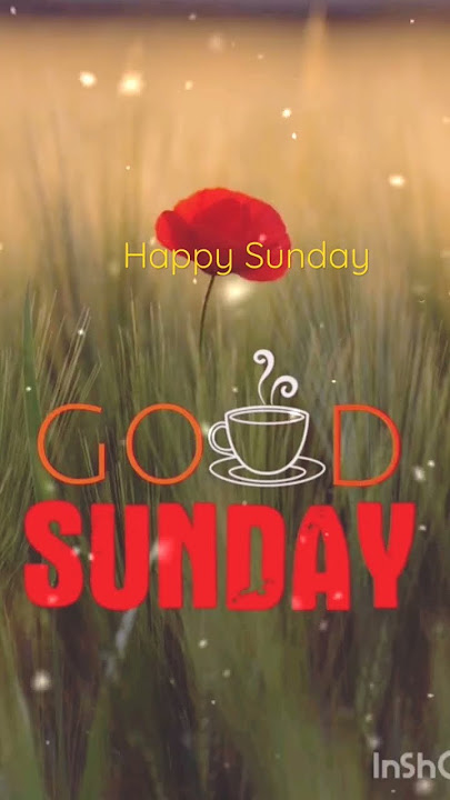 Selamat hari Minggu || Selamat pagi #shorts #viral #youtubeshorts #trending #status #like mr babua