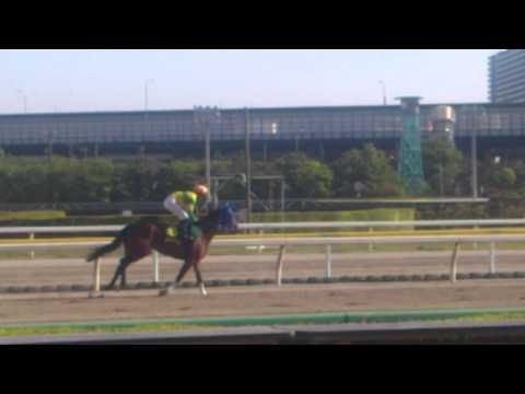 2015年かしわ記念本馬場入場