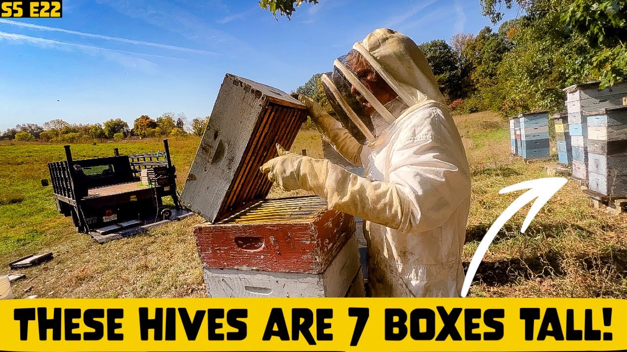 Harvesting Honey w/ a Treatment Free Beekeeper!! Beekeeping 101 # ...