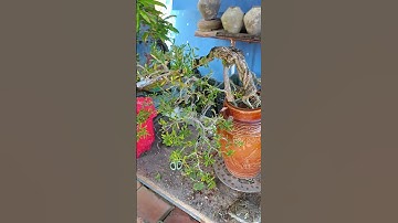 Cắt tỉa lại cây linh sam để chơi bông|| Châu Ngọc vlog & bonsai #bonsai