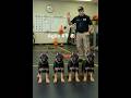 Agile k9 German shepherd puppies training #k9 #germanshepherd #puppy #trending #viral #dog