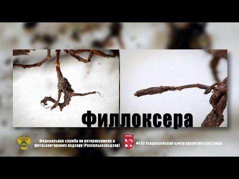 Video: Phyloxera жүзүмү - түшүмдүн душманы