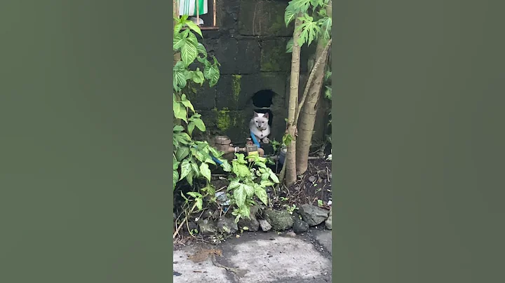 Video 11399911: siamese cat love